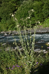 Cirsium echinus