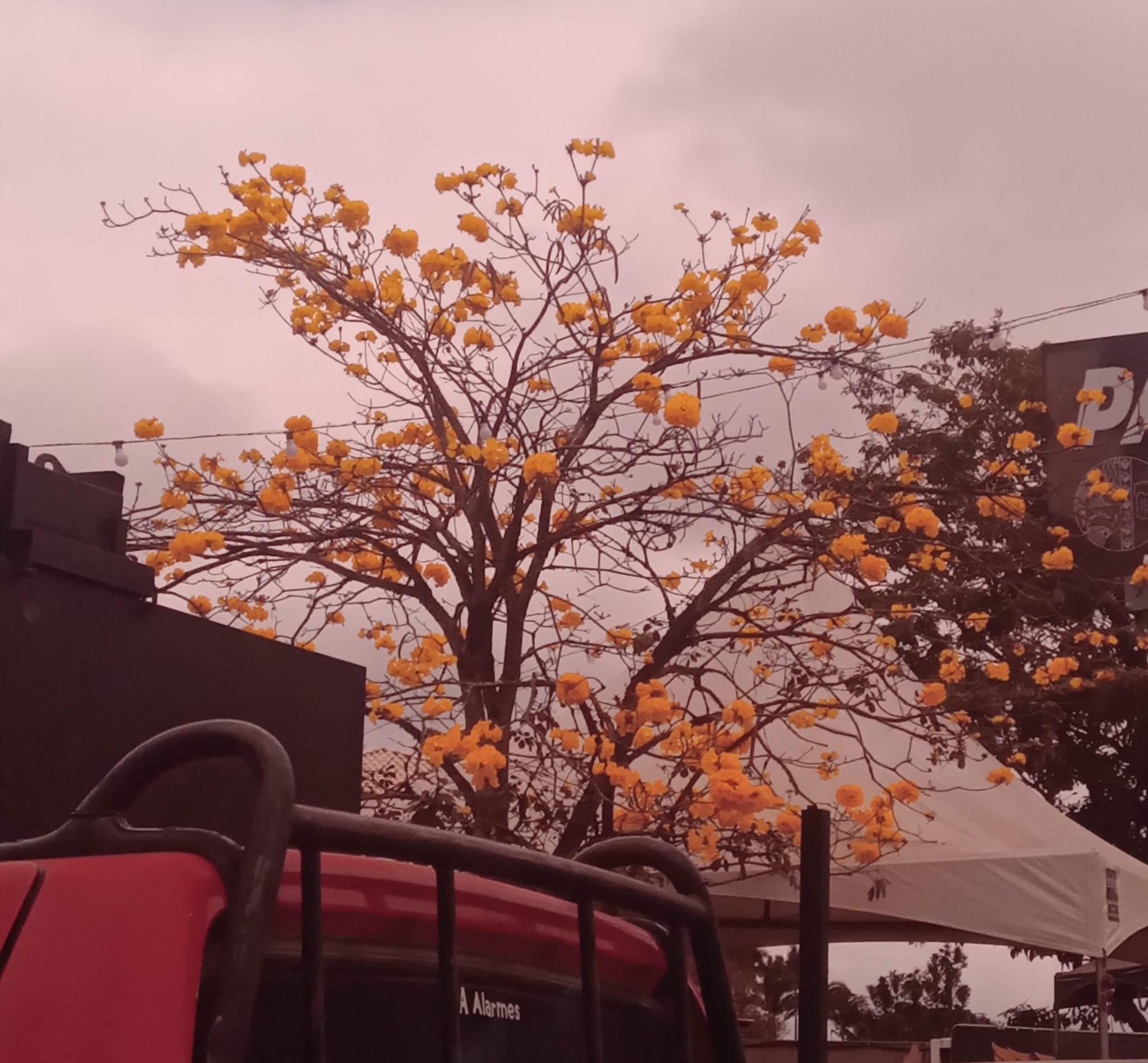 Handroanthus chrysotrichus