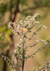 Coenonympha pamphilus