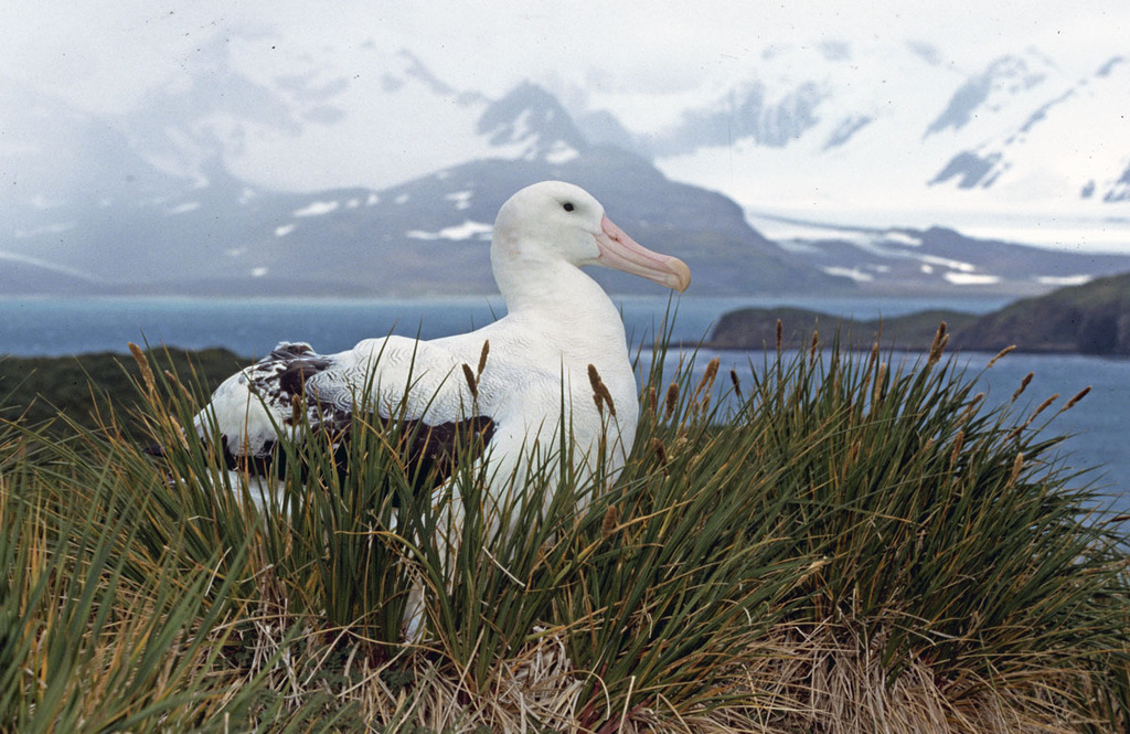 Snowy Albatross photo