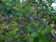 Diospyros simii