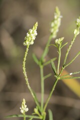 Polygala verticillata isocycla