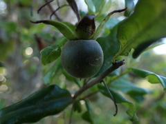 Diospyros simii