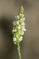 Polygala verticillata isocycla