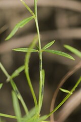 Polygala verticillata isocycla