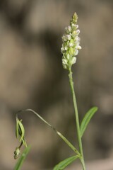 Polygala verticillata isocycla