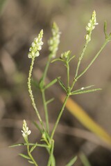 Polygala verticillata isocycla