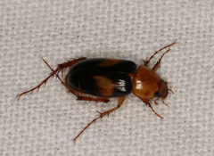 Phyllotocus bimaculatus