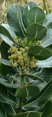Asclepias latifolia