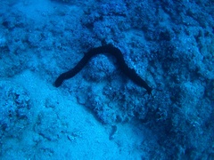 Synaptula reciprocans