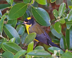 Myioborus flavivertex