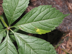 Phyllocnistis ampelopsiella