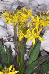 Senecio amplectens holmii