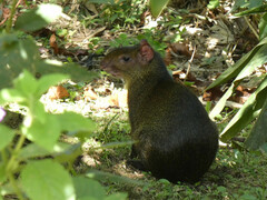 Dasyprocta variegata