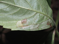 Phyllocnistis ampelopsiella