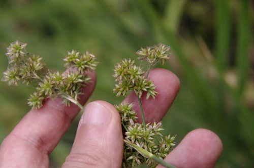 Image of Juncus xiphioides by (c) Eric Knight, some rights reserved (CC BY)