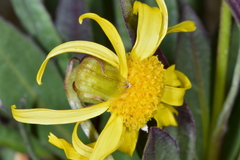 Senecio amplectens holmii