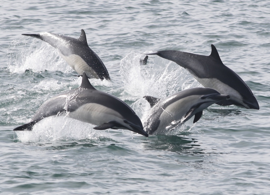 Photo de Dauphin commun (Delphinus delphis)