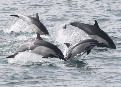 Photo of Common dolphin (Delphinus delphis)
