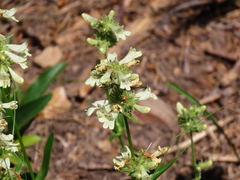 Penstemon confertus