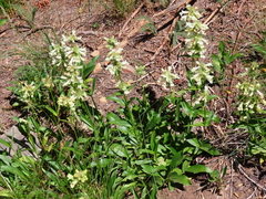 Penstemon confertus