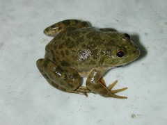 Arabian Five-Fingered Frog photo 1