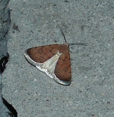 Micrathetis