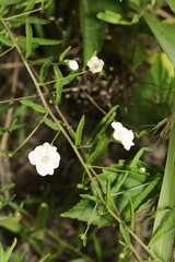 Stylisma pickeringii pattersonii