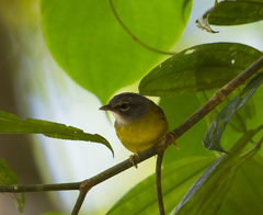 Myiothlypis conspicillata