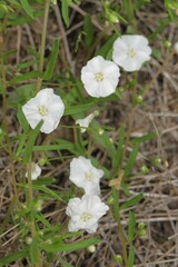Stylisma pickeringii pattersonii