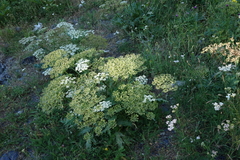 Heracleum grandiflorum