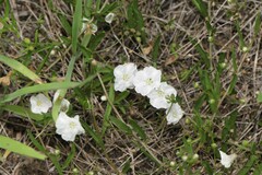 Stylisma pickeringii pattersonii