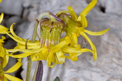 Senecio amplectens holmii