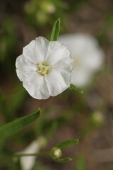 Stylisma pickeringii pattersonii