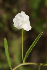 Stylisma pickeringii pattersonii