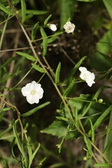 Stylisma pickeringii pattersonii