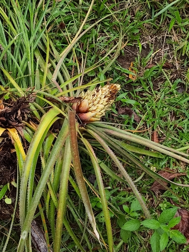Aechmea longifolia, photograph 1