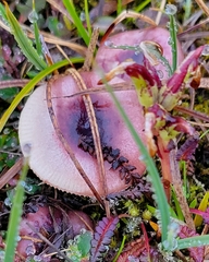 Russula nana