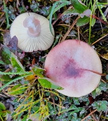 Russula nana