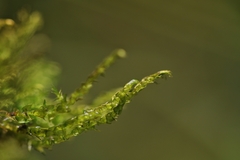 Hygroamblystegium
