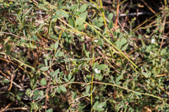Acmispon americanus americanus