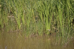Hygroamblystegium