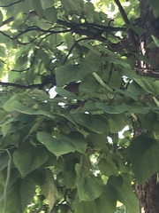 Tilia americana