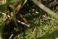 Hygroamblystegium