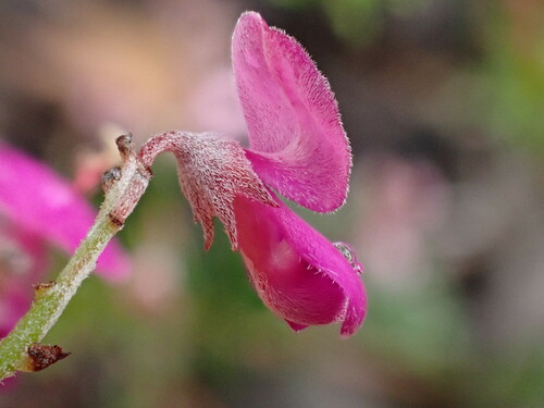 Image of Indigofera calcarea by (c) Ren Hoekstra, some rights reserved (CC BY)