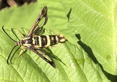 Synanthedon bibionipennis
