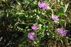 Centaurea phrygia salicifolia