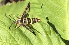 Synanthedon bibionipennis