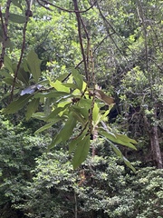 Laurus novocanariensis