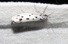 Ethmia dodecea
